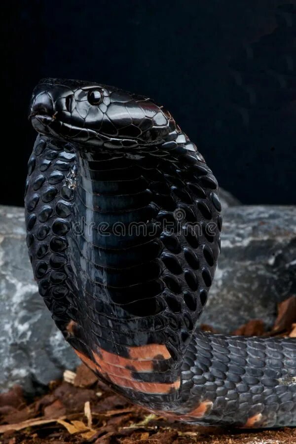 King Cobra (Ophiophagus hannah) Bo Jonsson Flickr