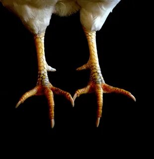 William riley chicken feet