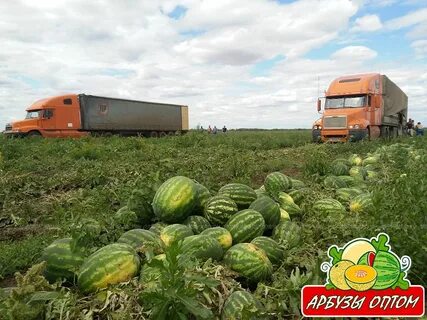 В каком году соль илецк стал арбузной