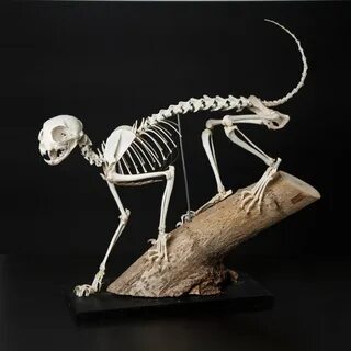 Кот скелет