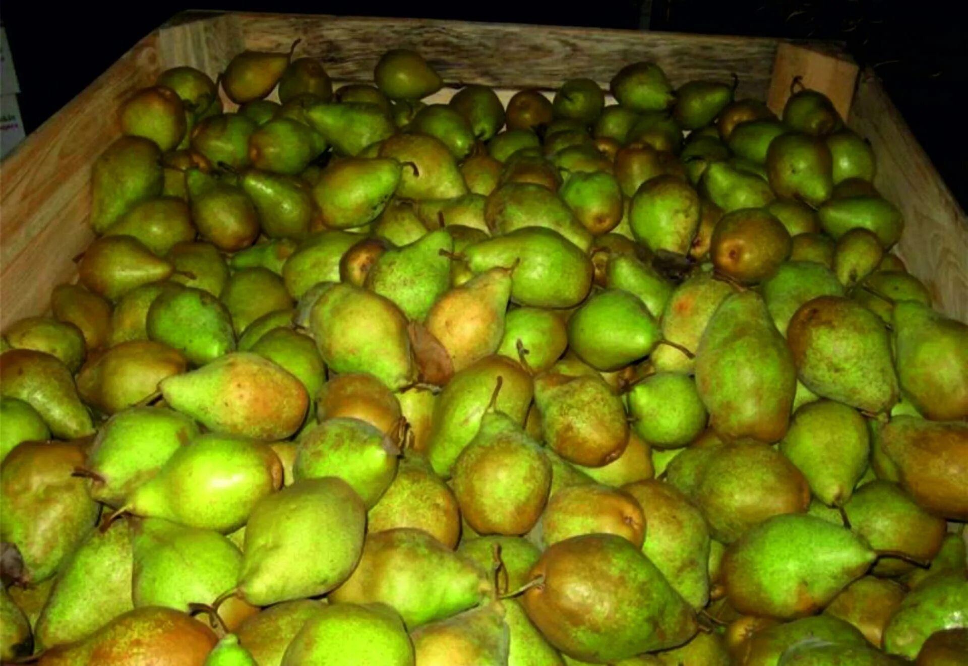 Груша армут. Груша гранд чемпион. Груша осенняя яковлева дерево. Груша путь. Груша сорт лукас.