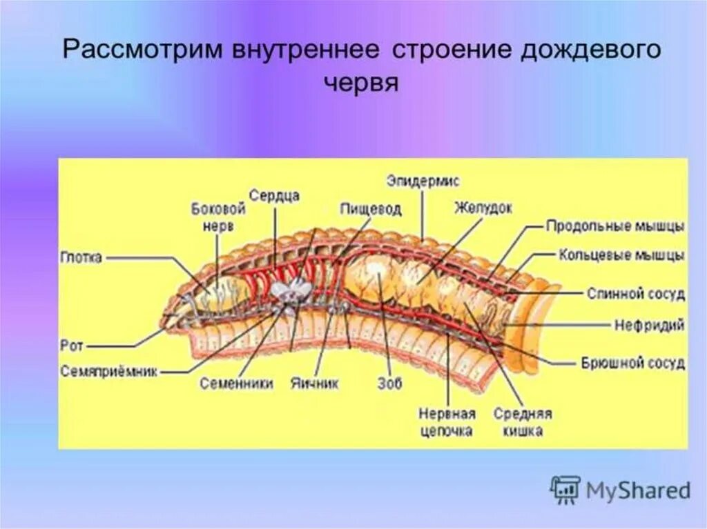 Внешнее строение кольчатых червей 7 класс биология. Класс многощетинковые черви внутреннее строение. Класс Малощетинковые черви строение. Внешнее строение кольчатых червей многощетинковые.