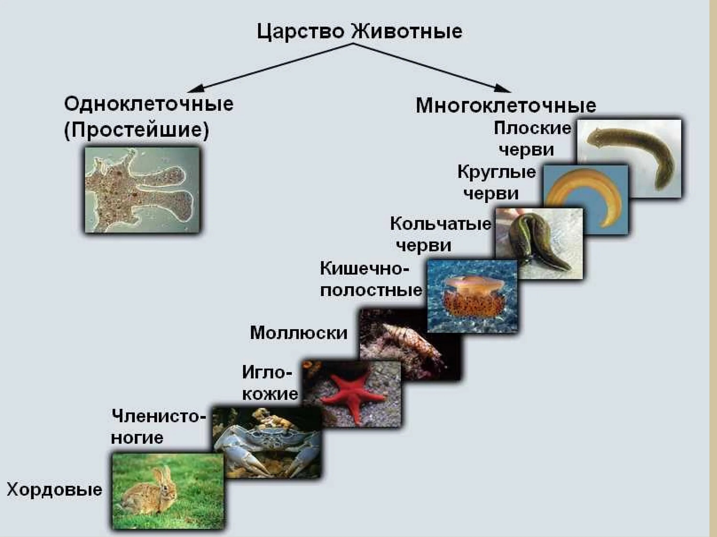 Царство животные классификация 5 класс биология. Царство животные одноклеточные и многоклеточные схема. Царство животные делится на подцарства. Классификация многоклеточных животных схема.