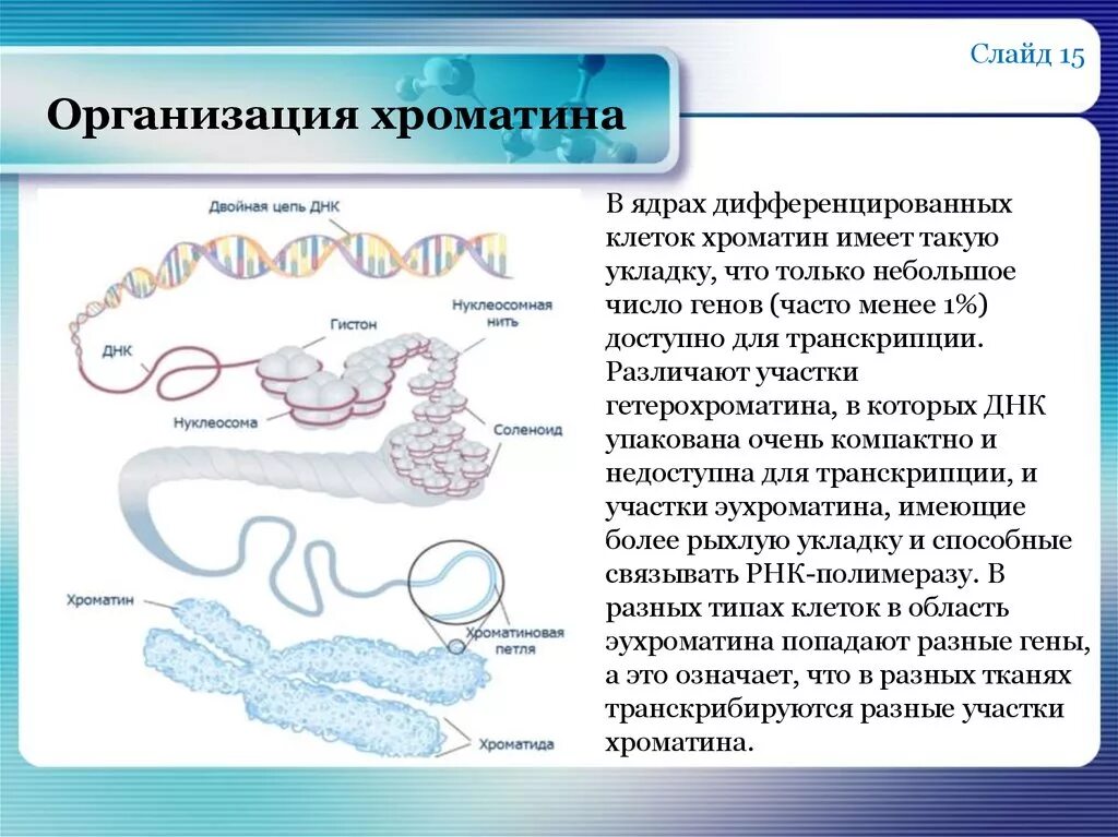 Хроматин функции. Хроматин строение. структура хроматина. хроматин структура и функции. хроматин строение и функции.