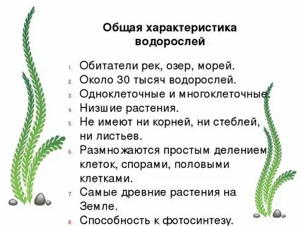 Общая характеристика низших растений 7 класс биология