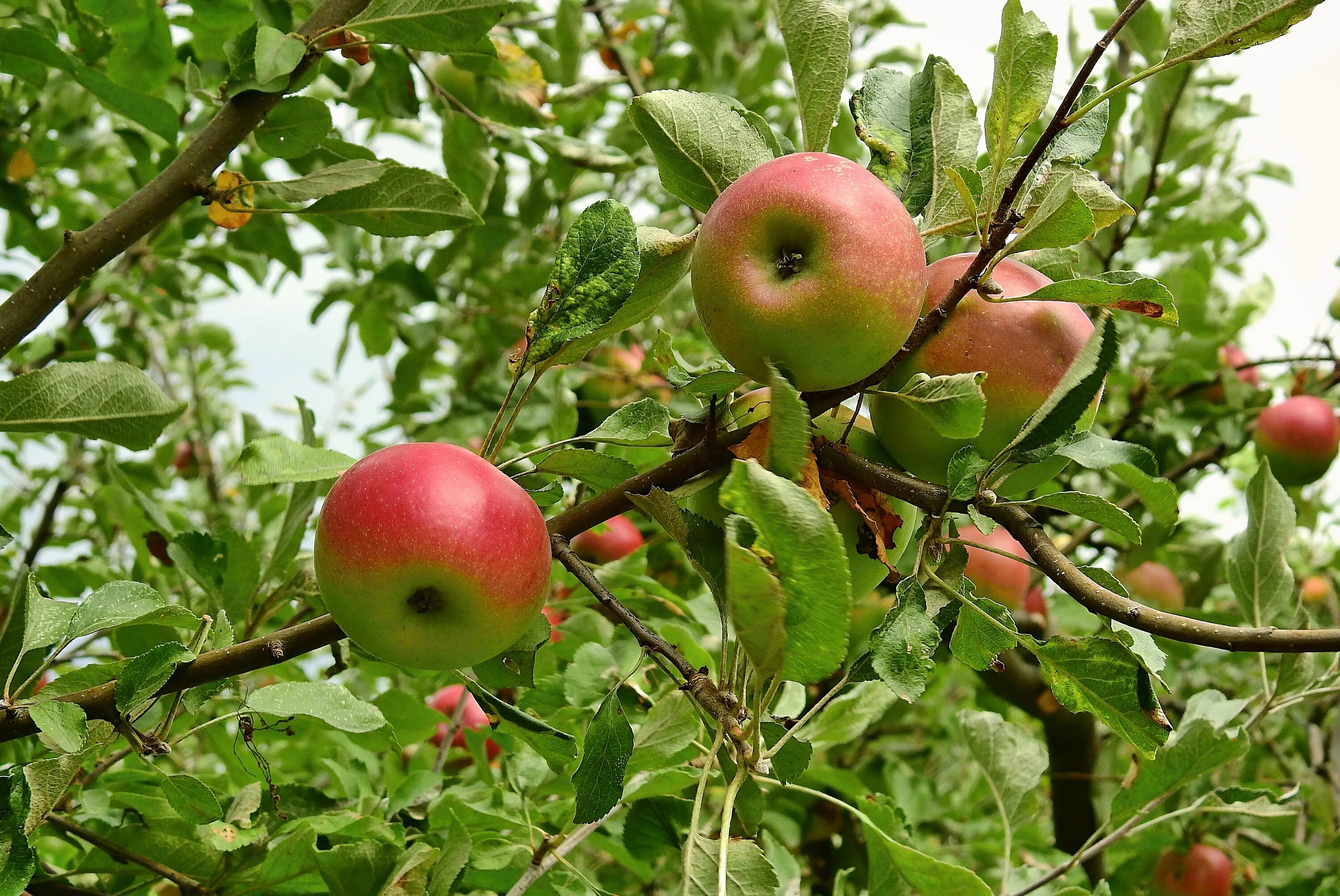 Яблоня. Яблоня монтейн. Яблоня детское. Яблоки на дереве. Дерево яблоня с яблоками.