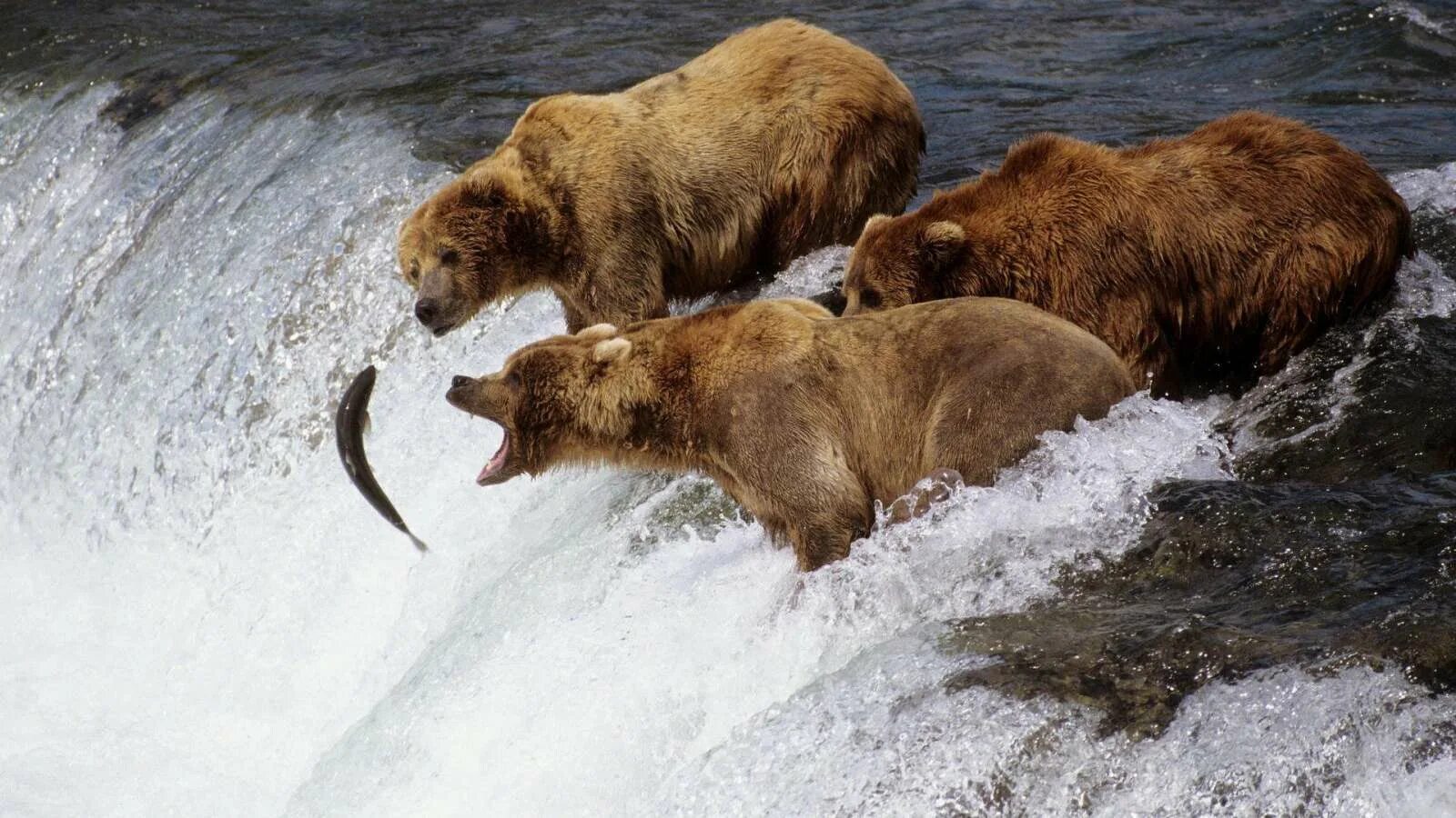 Бурый медведь против. Остров Кадьяк бурый медведь. Беар Браун Аляска. Медведь Гризли на Аляске. Гризли североамериканский бурый медведь.