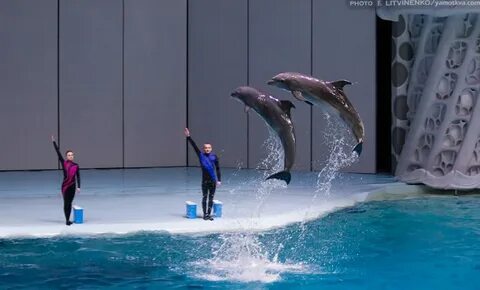 Расписание дельфинария вднх