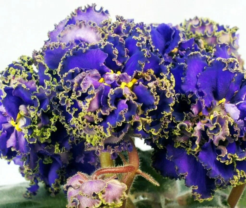 Сорт фиалки ек кардинал. Фиалка сорт ек наутилус. Фиалка ек дитя солнца. Фиалки сорта ек. Фиалка ек заморская диковинка.