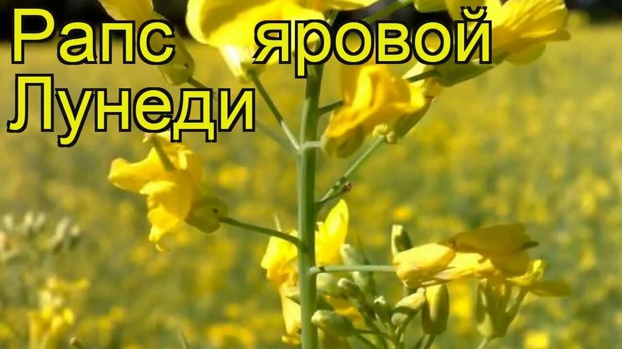Рапс яровой полив. Сурепица озимая (масличная). Яровой рапс 6 букв сканворд. Рапс яровой. Яровой рапс 6 букв сканворд.