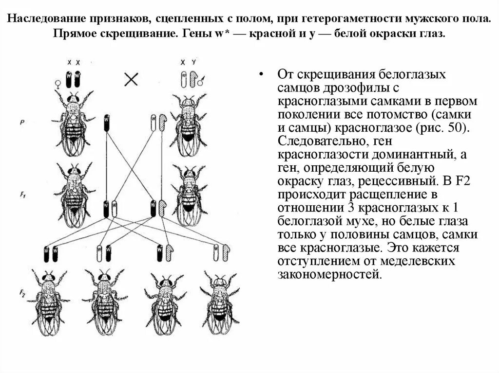 Какое число хромосом у дрозофилы. Схема сцепленного с полом наследования у дрозофилы. наследование признаков у дрозофилы. наследование пола у дрозофил. наследование признаков у дрозофилы таблица.