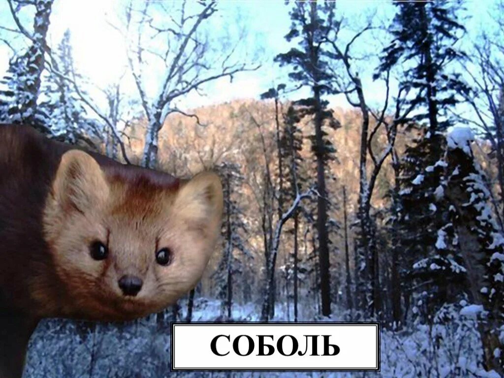 Соболь информация для детей. Соболь класс. Соболь описание красная книга. Баргузинский соболь. Куница в тайге.