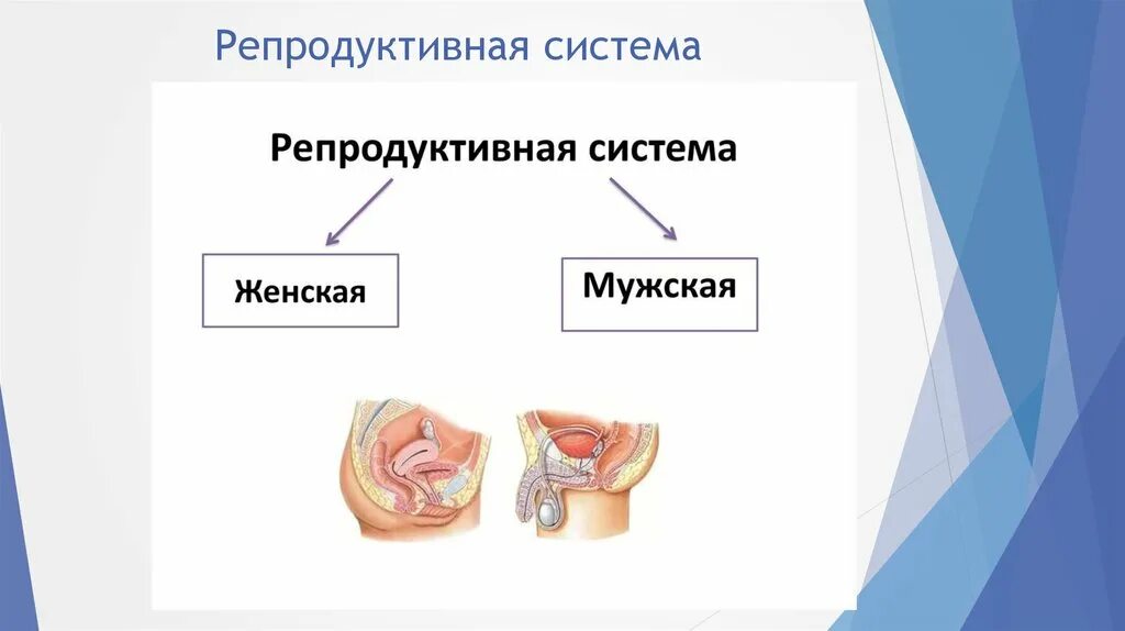 Репродуктивная система. Репродуктивные органы человека. Строение репродуктивной системы человека. Мужская и женская репродуктивная система.