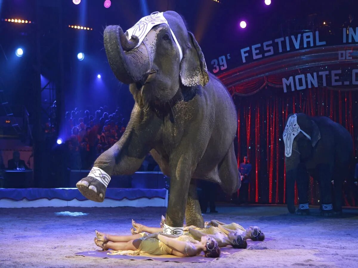 Ролики цифровой цирк. Животные в цирке. Слон в цирке. Смешной цирк. Изображение цирка.