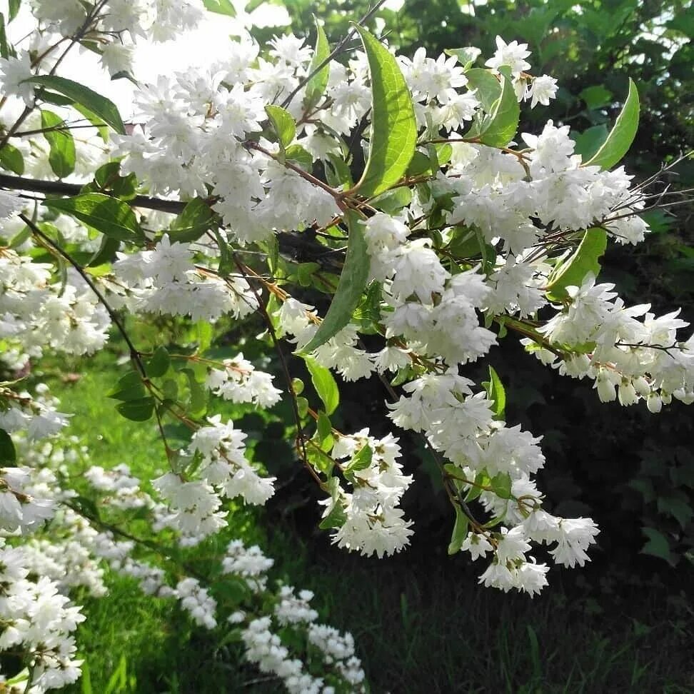 Белая цветет в мае. Дейция rosea Plena. Кустарник дейция белая. Дейция махровая.