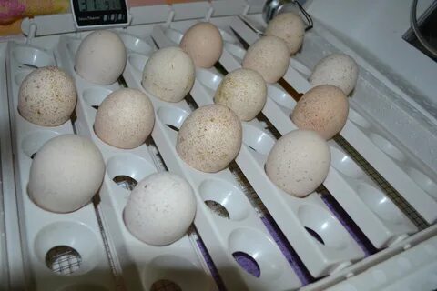 Какое яйцо для инкубатора