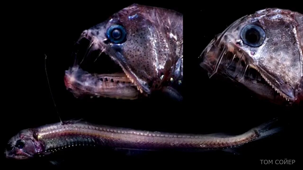 Страшные рыбы в океане. Тихоокеанский хаулиод. Хаулиоды (Viperfish). Хаулиод рыба. Хаулиод обыкновенный.