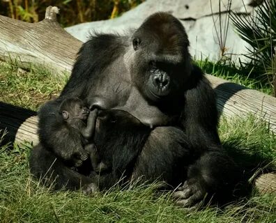 Gorilla testing