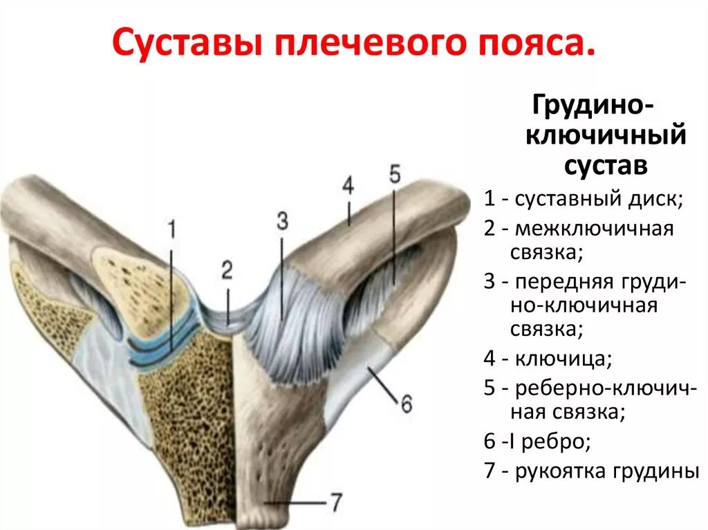 Соединения костей плечевого пояса. Грудино ключичный сустав анатомия. Ключичный сустав анатомия строение. Строение грудино ключичного сустава. Грудино ключичный сустав анатомия строение и функции.