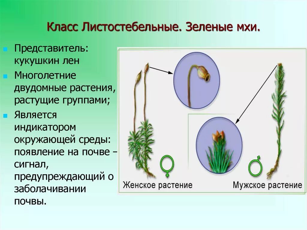 Листостебельные мхи хвойные однодольные папоротниковые. Кукушкин лен 5 класс биология. Мхи Кукушкин лен и сфагнум. Доклад Кукушкин лен 5 класс биология. Листостебельные побеги мхов это.