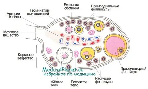 Яичники москва