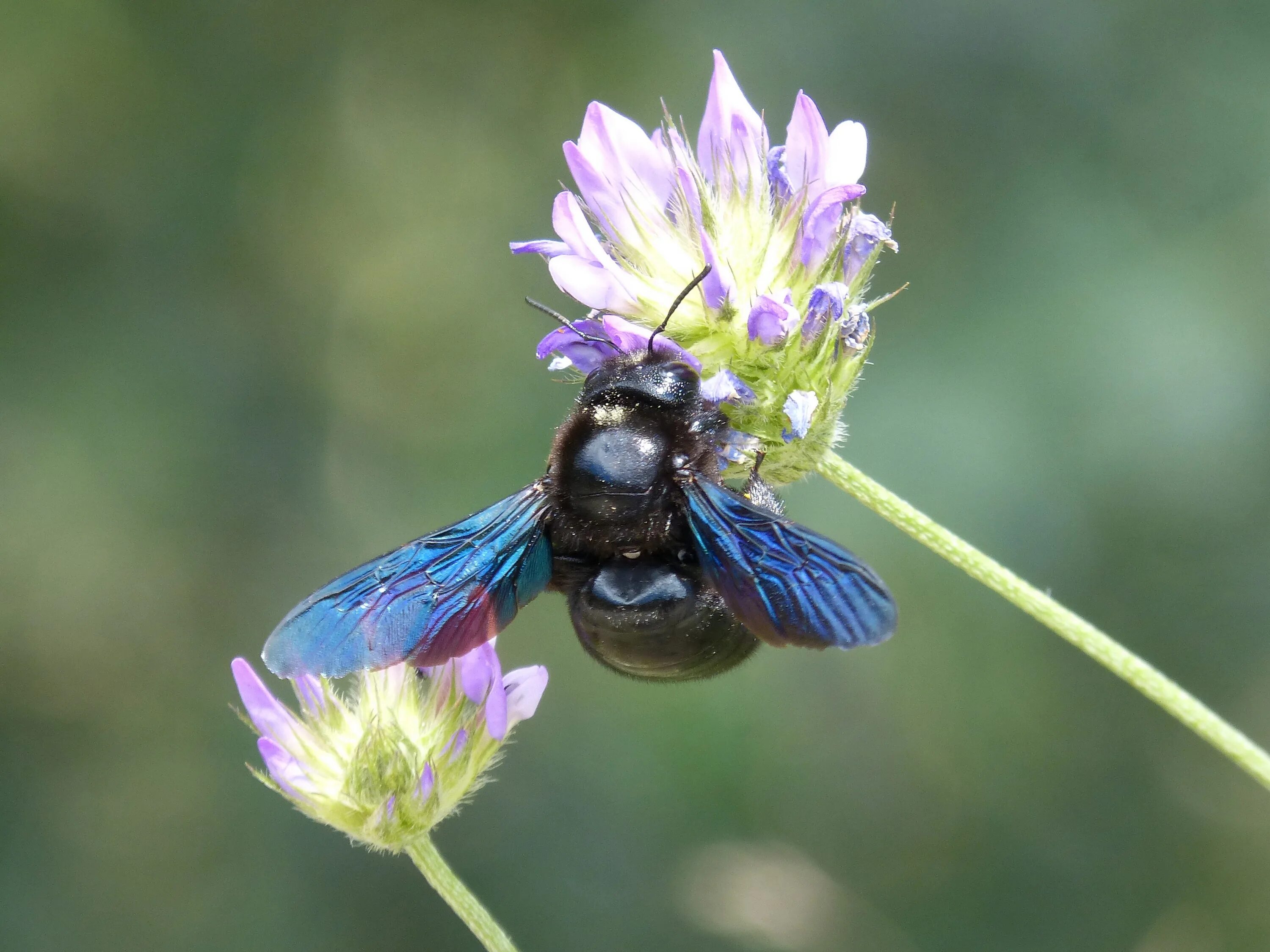 Синяя пчела плотник. Шмель-плотник фиолетовый( xylocopa violacea ). пчела-плотник xylocopa valga gerstaecker, 1872. шмель плотник ксилокопа. пчела ксилокопа.