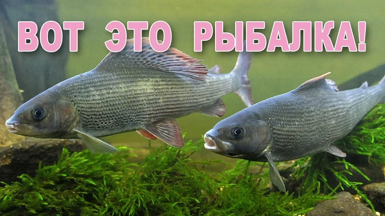 Европейский хариус. Европейский хариус — thymallus thymallus (l. Европейский хариус — thymallus thymallus (l. Хариус в красной книге. Хариус сообщение.