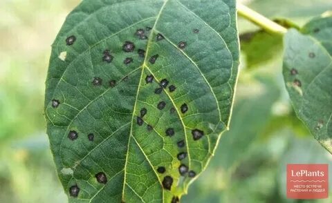 Plant disease