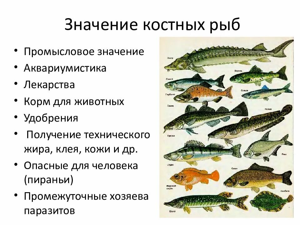 Каких животных относят к рыбам