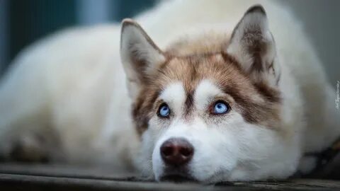 Хаски с голубыми глазами