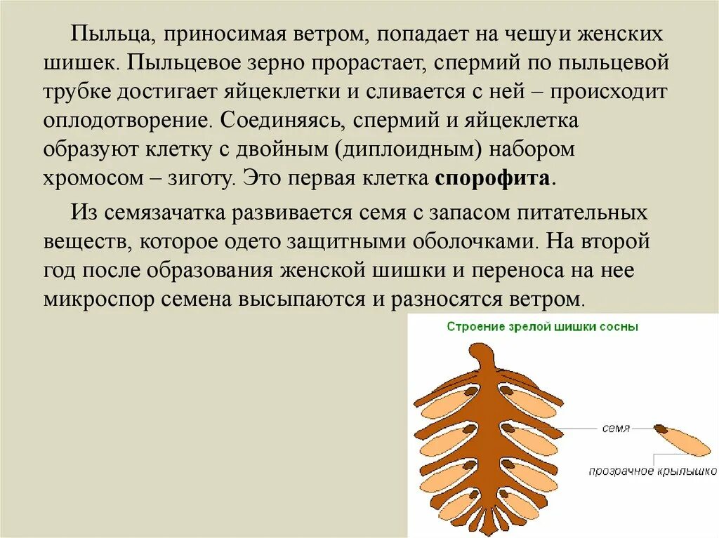 Пыльца растений образуется в. Пыльца голосеменных. Пыльца у голосеменных образуется. Голосеменные образуют пыльцу. Чешуйки женских шишек.