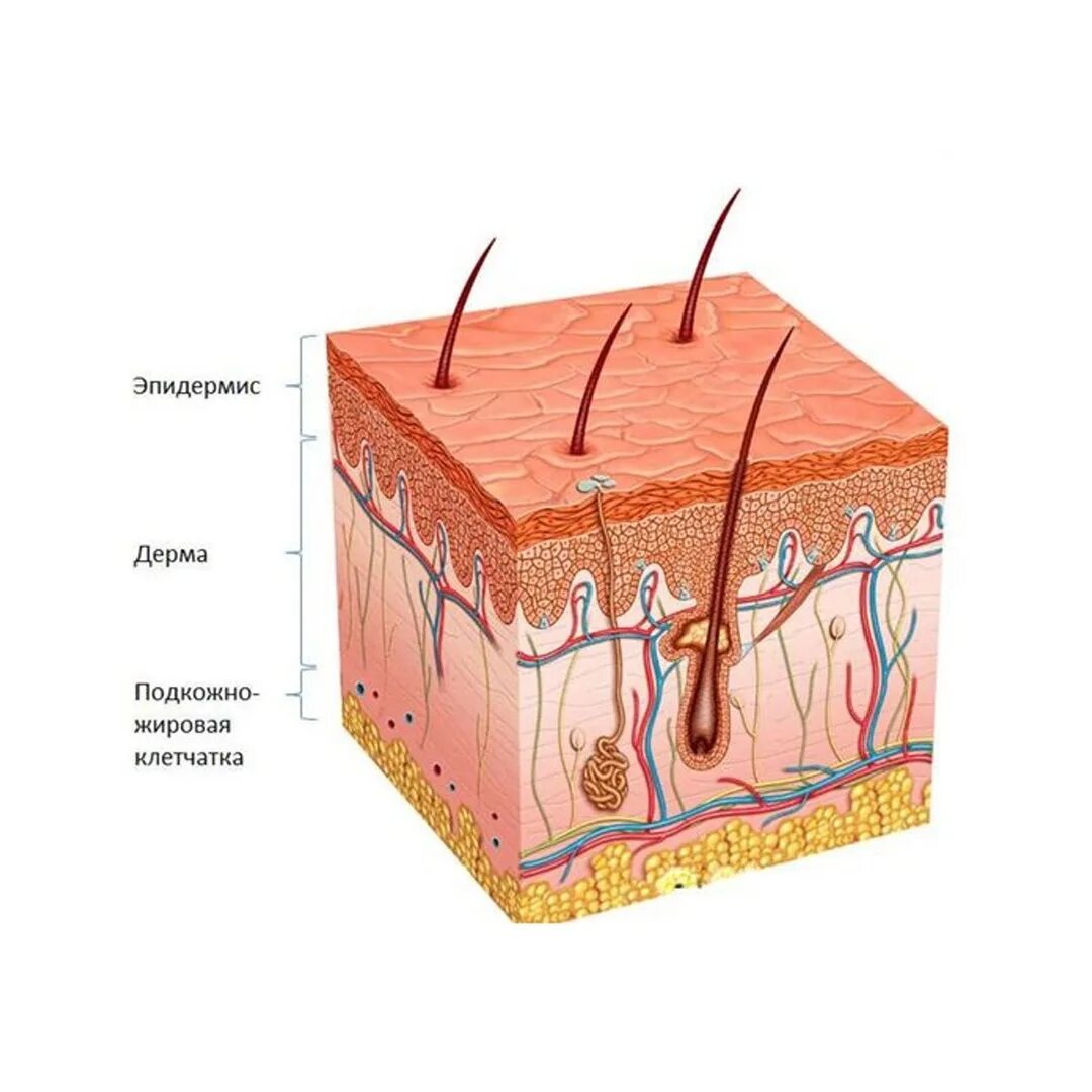 Эпидермис дерма гиподерма. Строение кожи эпидермис дерма гиподерма. Строение кожи эпидермис дерма подкожная клетчатка. Слой 1) эпидермис 2) дерма 3) гиподерма.