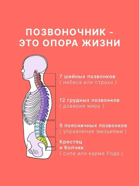 Главная опора жизни. Позвоночник опора жизни. Плакат позвоночник. Позвоночник опора жизни плакат. Нуга Бест позвоночник опора жизни.