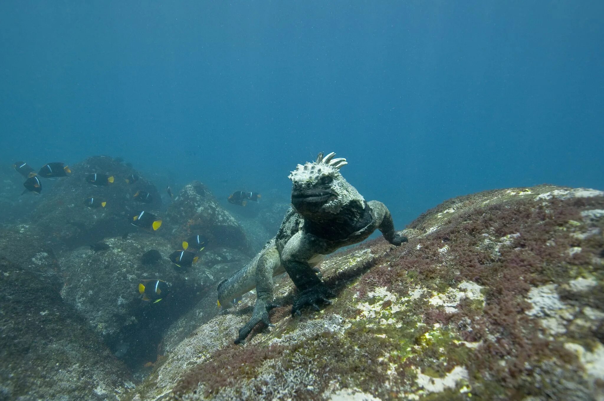 Подводные обитатели океана. Как живет в океане. Как живет в океане. Чудо в океане. Подводные животные.