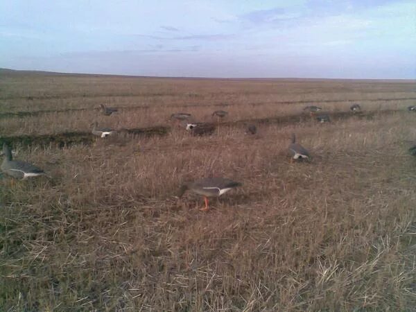 Охота на гуся в липецкой области. Охота в калмыкии на гуся 2001. Гусь калмыкия. Охота в калмыкии на гуся. Гусь калмыкия.