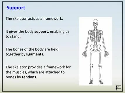 Body support