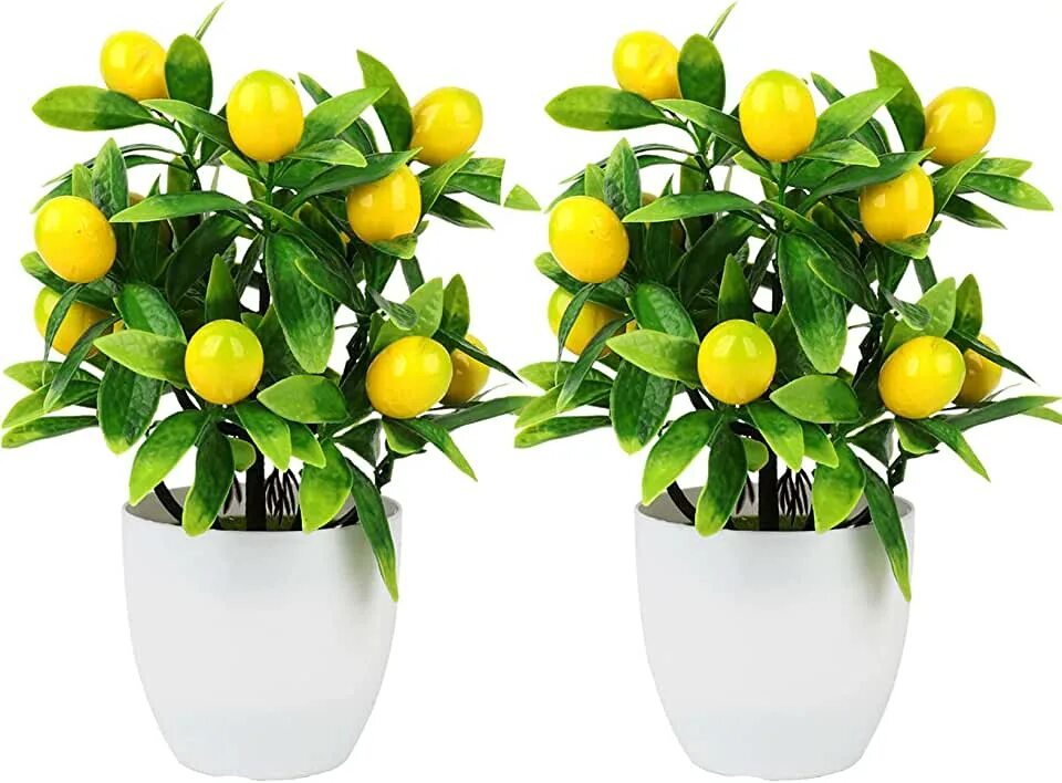 Цитрофортунелла лимон штамбовая. Лимонное дерево настоящее. Лимон lemon дерево. Бонсай лимон. Лимон дерево комнатное.