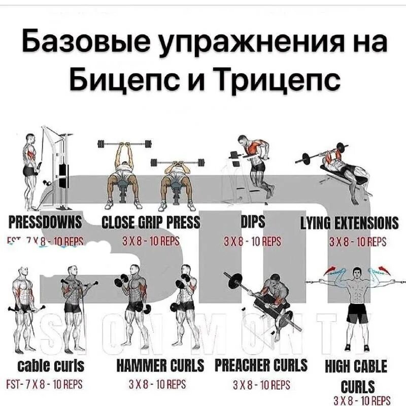 Упражнения на бицепс в тренажерном зале для мужчин. Упражнения на бицепс с гантелями для мужчин в тренажерном зале. Тренировка плеч в тренажерном зале для мужчин план тренировок. План тренировок в тренажерном зале в схеме.