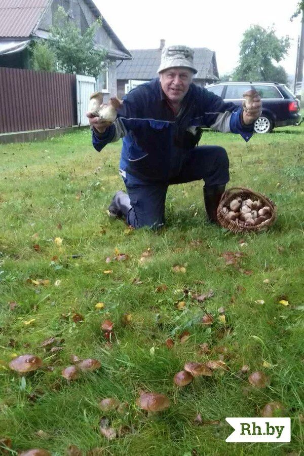 Белые грибы посадить. Белые грибы в огороде. Белые грибы посадить. Белые грибы посадить. Белые грибы на грядке в саду.