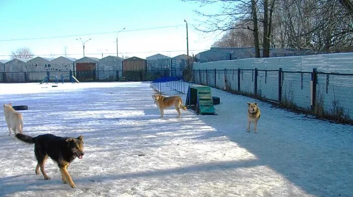 Выгул собак в петербурге. Собачья площадка, санкт-петербург. собачьи площадки в питере. площадка для собак спб. собачий парк спб.