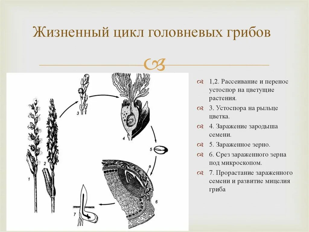Как происходит размножение и развитие головней