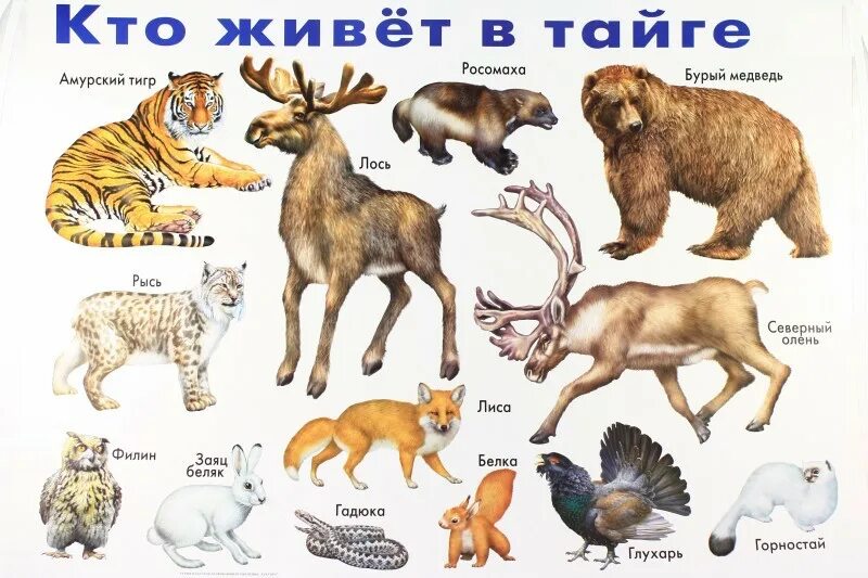 Бурый медведь уссурийская тайга. Какие животные обитают в тайге. Звери обитающие в тайге. Байкальский баргузинский соболь. Животный мир тайги в россии 4 класс.