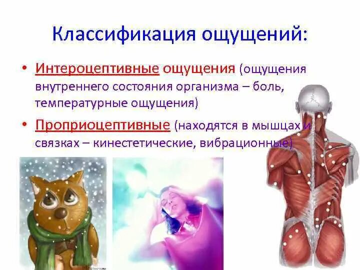 Вид ощущений отражающих состояние внутренних органов. Классификация ощущение энтероцептивные. классификация ощущений. экстероцептивные интероцептивные проприоцептивные. к интероцептивным ощущениям относится ощущение.