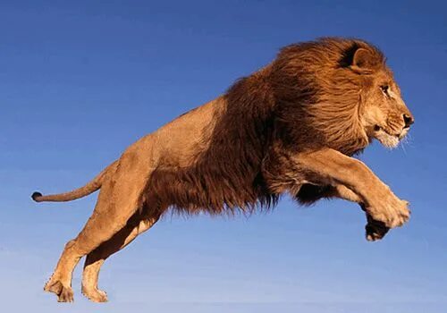 Lions avoid humans unless resources get scarce - Futurity