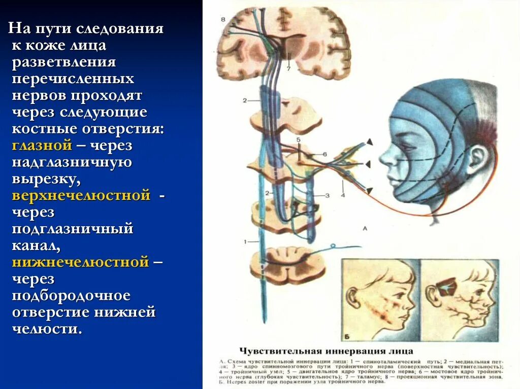 Поражение двигательного нерва. Двигательное и чувствительные ядра тройничного нерва. 1 Нейрон двигательного пути тройничного нерва. Нейроны тройничного нерва неврология. Спинальное ядро тройничного нерва.