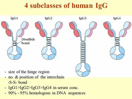 Igg 2