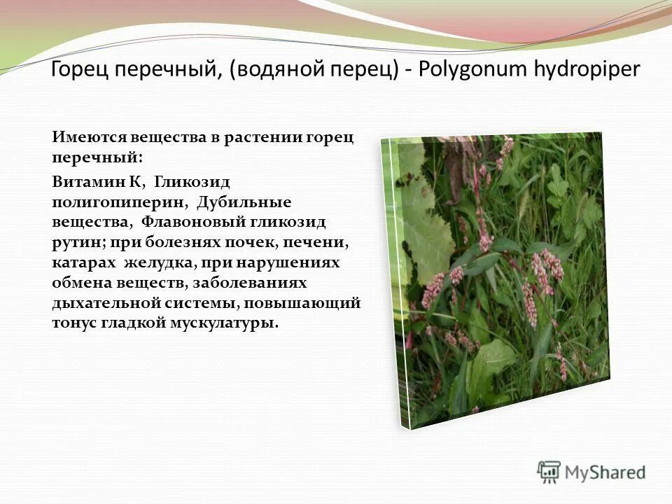 проект о перце. овощная культура семейства пасленовых. жизненная форма перца. перец однолетний стручковый фармакопея. стихотворение про перец.