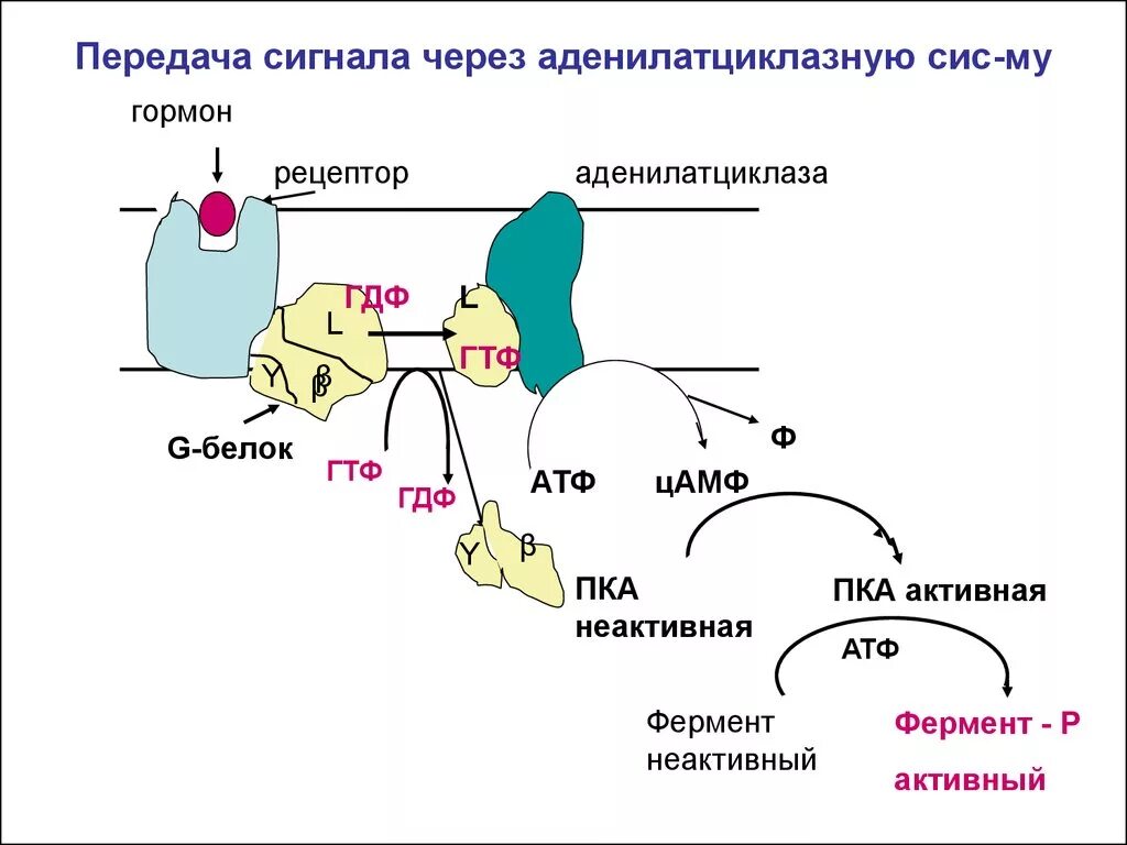 Рецептор гормона аденилатциклазная система. Аденилатциклазный механизм действия гормонов. Аденилатциклазная система передачи сигнала. Аденилатциклазная система биохимия гормоны. Сигнала фермент