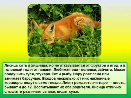 Животное евразии сообщение 2 класс