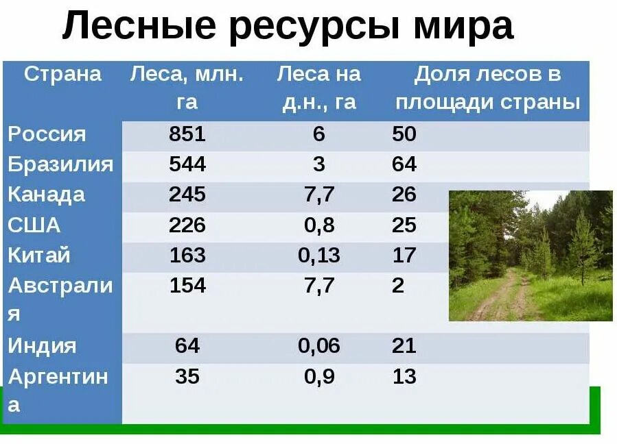 Страны без лесов. Лесные ресурсы России. Лесные ресурсы ресурсы России. Запасы древесины в России.